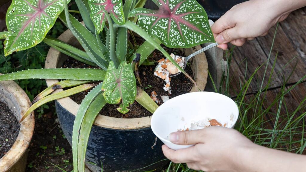 A utilização de casca de ovo na horta caseira tem ganhado cada vez mais popularidade devido aos inúmeros benefícios que oferece para o solo e para as plantas