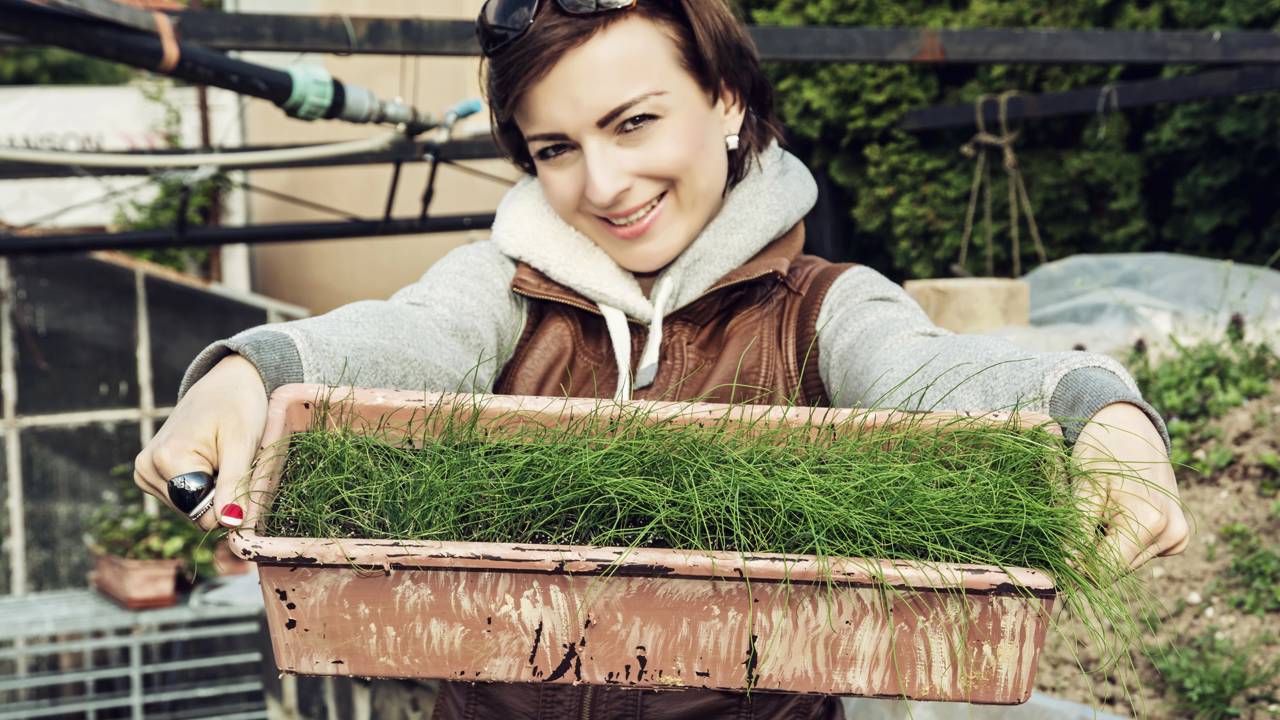 No mundo da culinária, utilizar temperos frescos pode transformar um prato simples em uma experiência gastronômica requintada e saudável, tornando-se uma excelente escolha tanto para iniciantes quanto para cozinheiros experientes que buscam praticidade e sabor intenso no dia a dia.