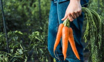 Como plantar cenouras em vasos e colher em casa