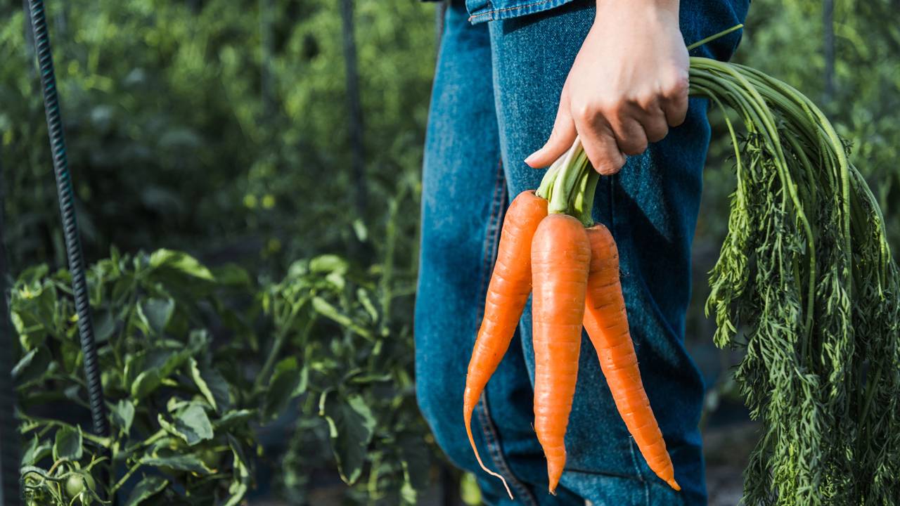 Como plantar cenouras em vasos e colher em casa