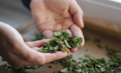 O chá de hortelã é mais do que uma bebida relaxante; ele pode ser um aliado poderoso no cuidado das plantas, promovendo seu vigor e resistência
