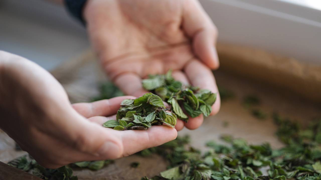 O chá de hortelã é mais do que uma bebida relaxante; ele pode ser um aliado poderoso no cuidado das plantas, promovendo seu vigor e resistência