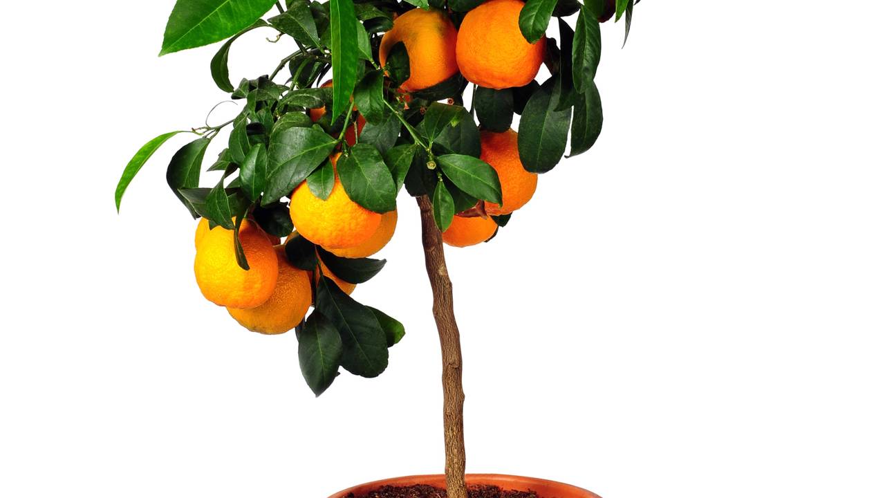 Essa fruta pode ser plantada até em garrafa ou balde