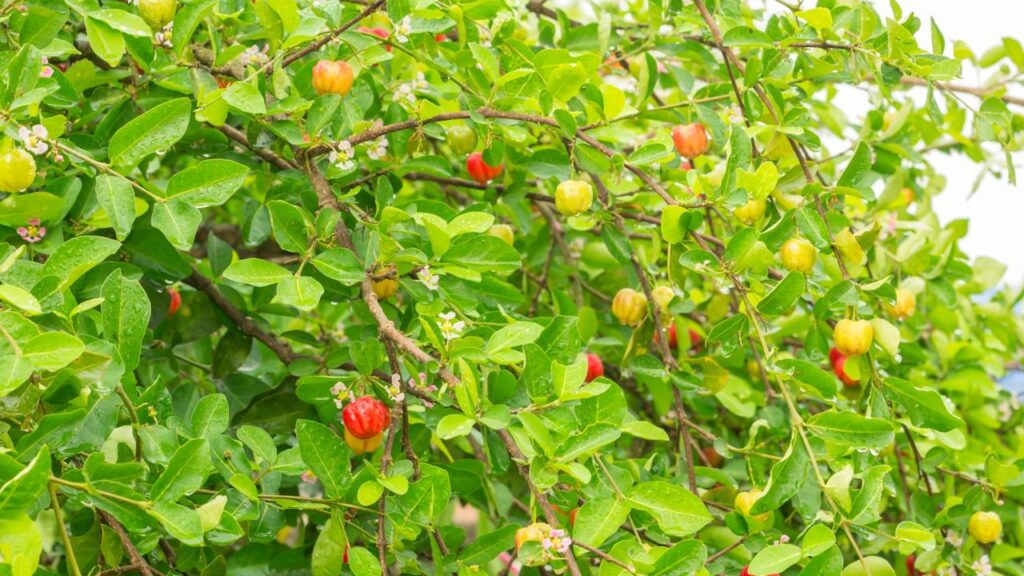 Cultivar acerola em casa é uma experiência recompensadora, permitindo colher frutas doces ao longo do ano e aproveitar seus benefícios