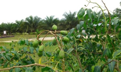 Cajazeira no quintal? Veja quanto custa e como resistir ao sol forte