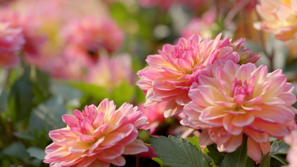 Essa flor de tom vibrante virou tendência em casamentos