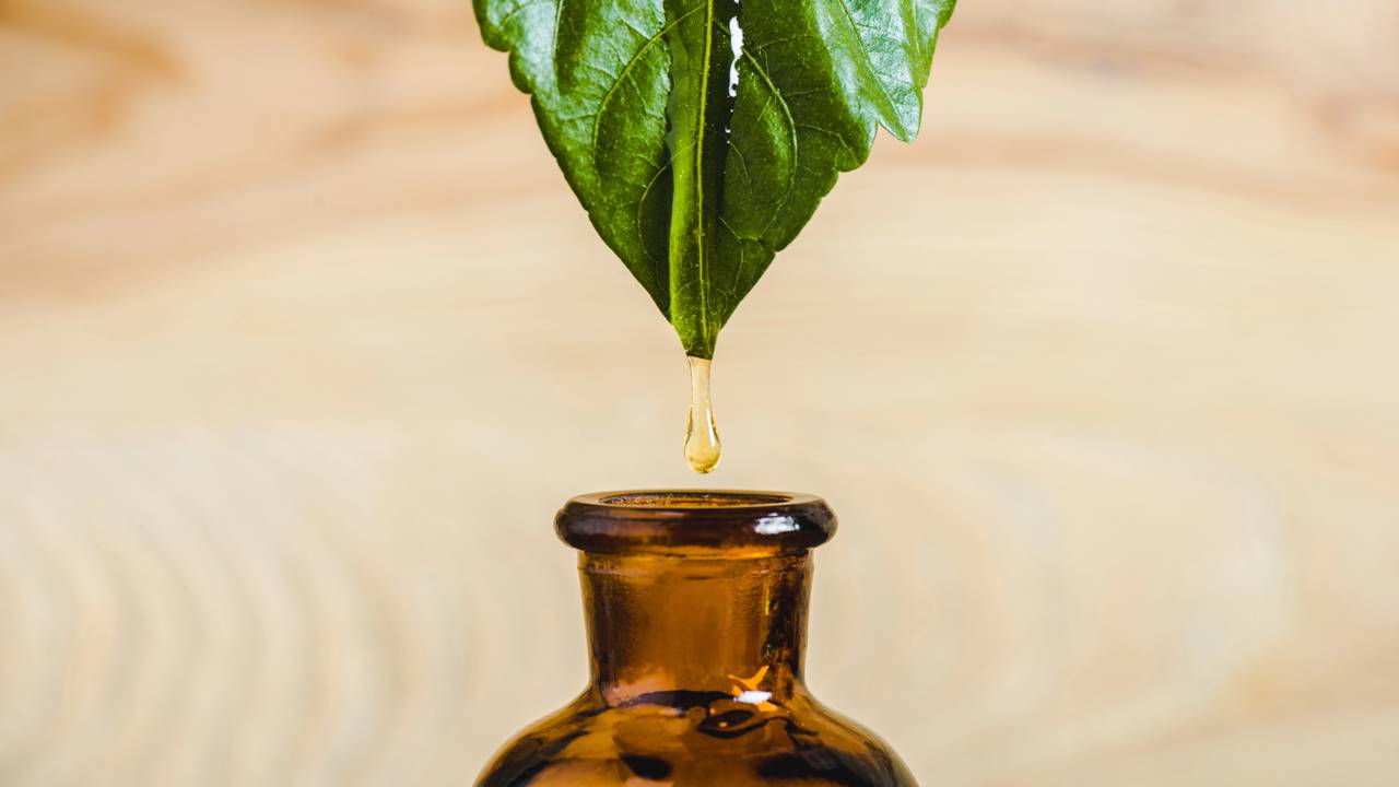 Ao plantar ervas aromáticas na primavera, você inova e adiciona frescor ao seu repertório culinário, tornando cada refeição mais interessante