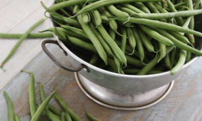 Feijão-fradinho e feijão-verde são nomes dados a uma variedade de feijão originário da África, presente na dieta brasileira há muitos anos. Consumido e produzido em várias regiões do país, recebe nomes diferentes conforme a localidade, como no Rio de Janeiro, onde é chamado de feijão-fradinho, enquanto em Fortaleza predomina o termo feijão-verde, ilustrando as variações linguísticas e culturais do Brasil.