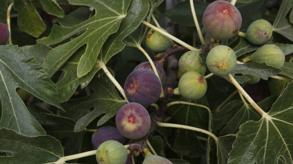 O cultivo de figo em casa pode ser uma experiência muito recompensadora, especialmente quando se aplica técnicas que aceleram a colheita