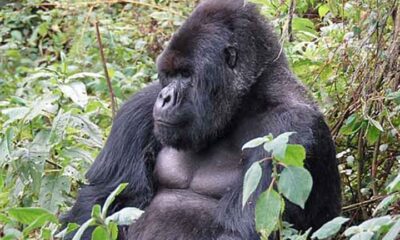 Estudo revela que gorilas-da-montanha também têm menopausa