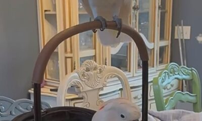 Cacatua cega encontra alegria nos últimos meses de vida