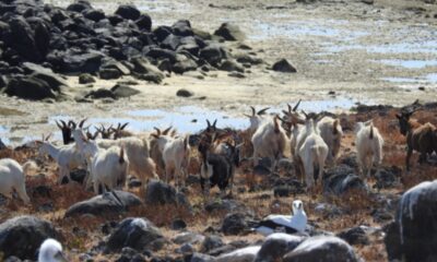 Sagradas em diferentes culturas, cabras simbolizam fertilidade e abundância