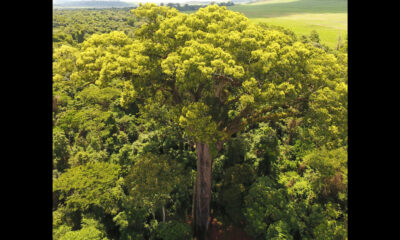 Árvores gigantes desafiam o tempo no Brasil