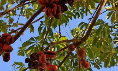 Árvore brasileira fedida produz sementes ‘milagrosas’; conheça os piores cheiros do mundo