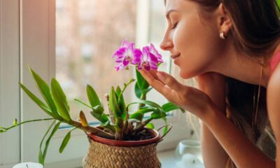 Essa flor delicada simboliza gratidão e amor sincero em casa