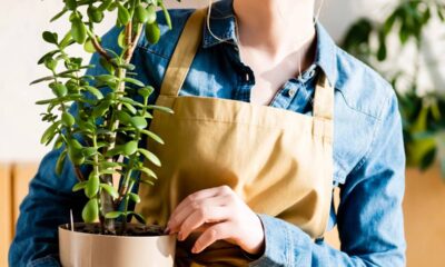 O segredo para manter as folhas sempre verdes e brilhantes em casa