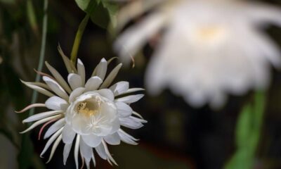 Essa flor exótica virou tendência em arranjos de mesa