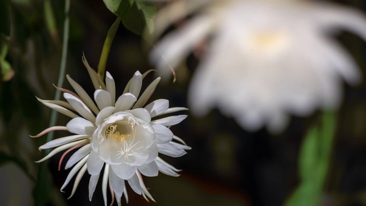 Essa flor exótica virou tendência em arranjos de mesa