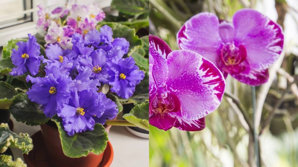 Plantas ornamentais são excelentes para quem deseja adicionar natureza e beleza ao ambiente interno, além de contribuírem para melhorar a qualidade do ar e reduzir o estresse com essas flores