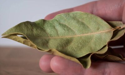 As folhas de louro são reconhecidas por seu uso culinário, mas poucos sabem das vantagens práticas e espirituais que oferecem