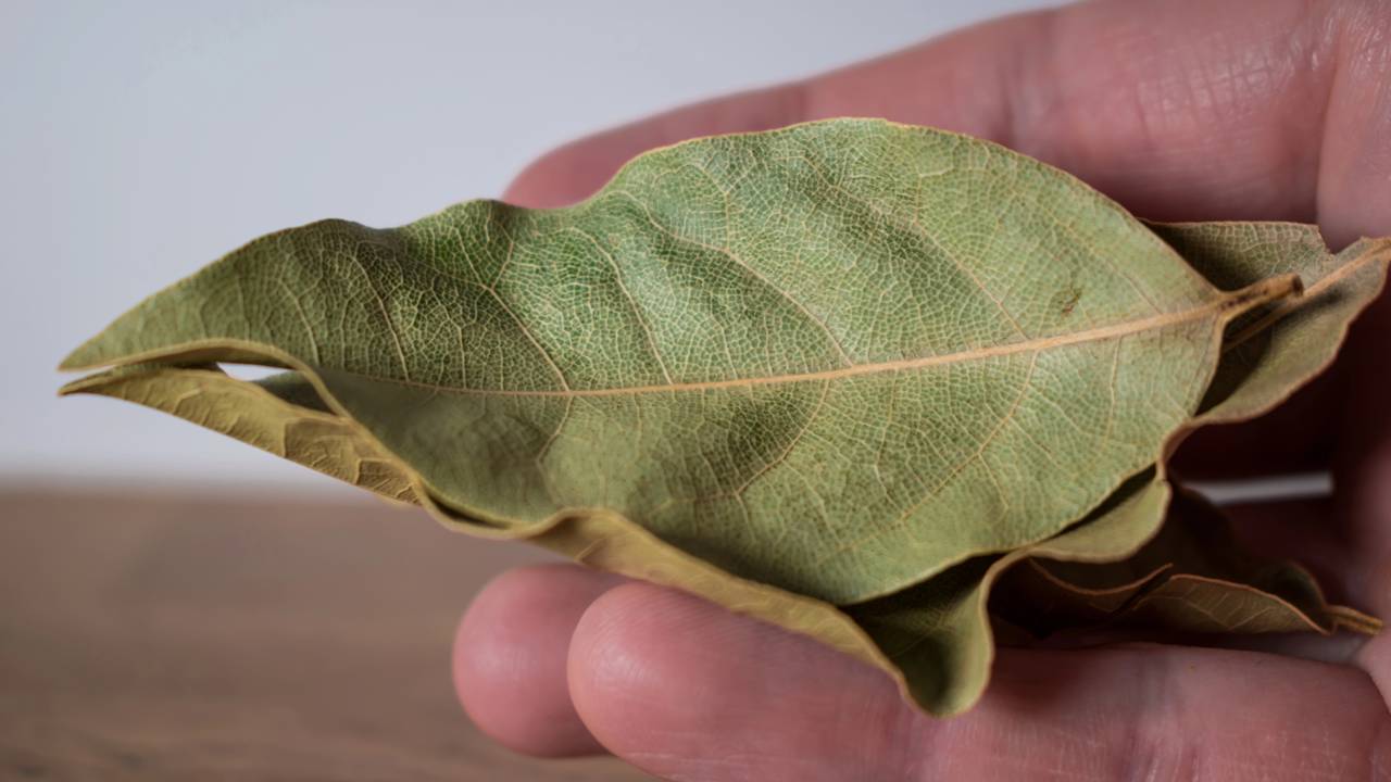 As folhas de louro são reconhecidas por seu uso culinário, mas poucos sabem das vantagens práticas e espirituais que oferecem