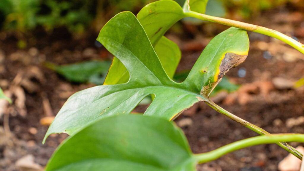 O que significa quando a planta cria pontas secas