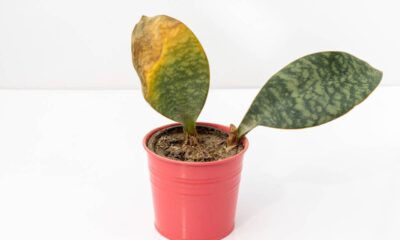 O que significa quando a planta cria pontas secas