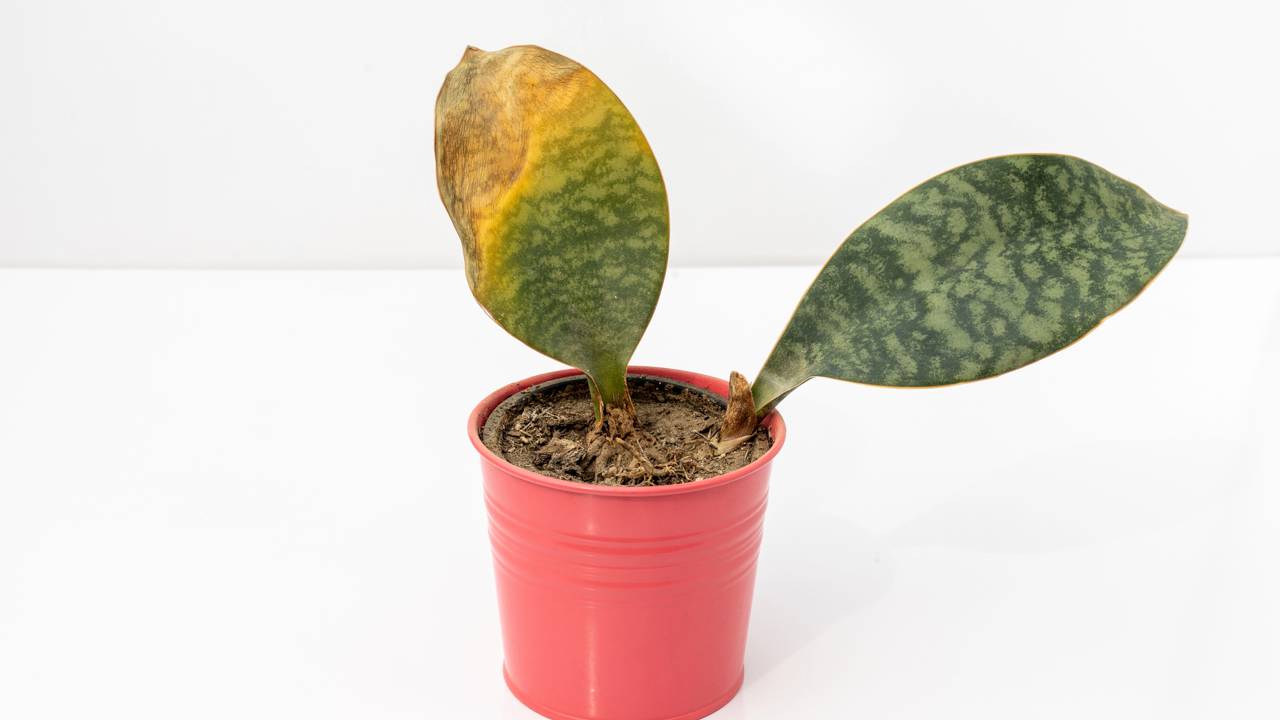 O que significa quando a planta cria pontas secas