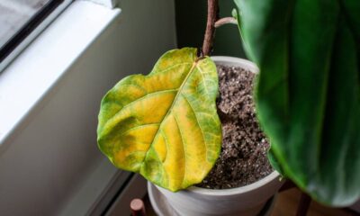 Folhas amarelas nas plantas? O que isso realmente significa