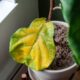 Folhas amarelas nas plantas? O que isso realmente significa