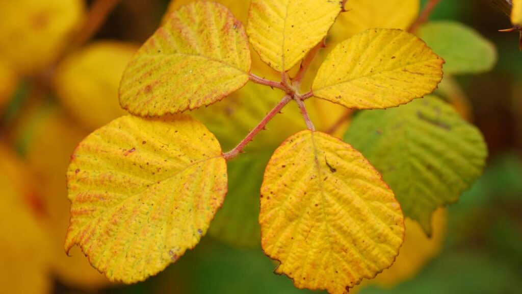 Folhas amarelas nas plantas? O que isso realmente significa