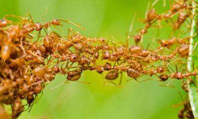 Combater uma infestação de formigas pode ser um desafio, mas soluções naturais como o pó de canela oferecem eficácia sem prejudicar o ambiente