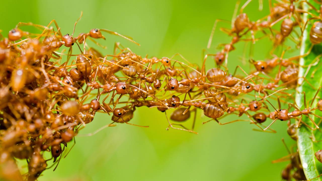 Combater uma infestação de formigas pode ser um desafio, mas soluções naturais como o pó de canela oferecem eficácia sem prejudicar o ambiente