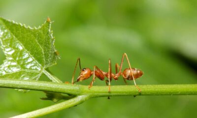O que significa ter formigas subindo na sua planta?