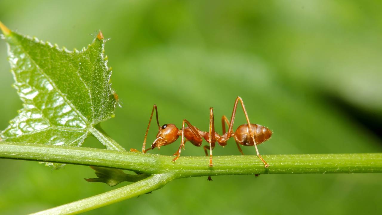O que significa ter formigas subindo na sua planta?