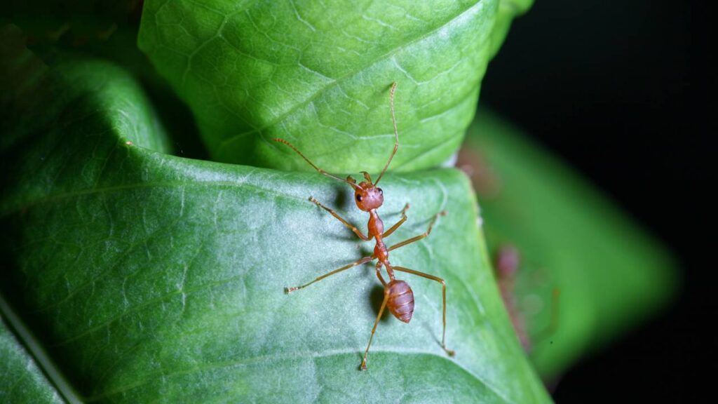 O que significa ter formigas subindo na sua planta?

