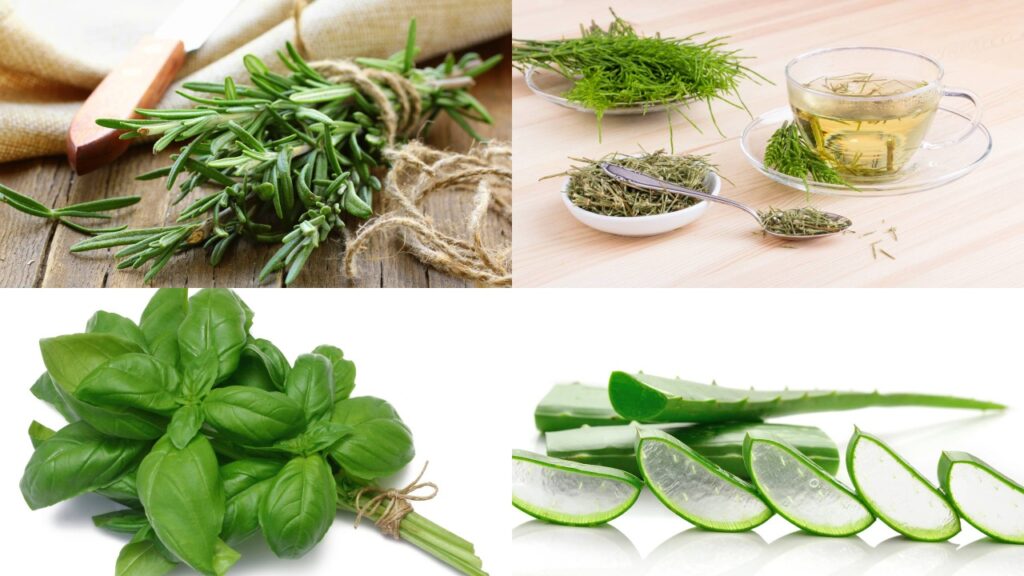 Unhas fortes e saudáveis podem ser conquistadas de maneira natural, sem o uso de produtos químicos