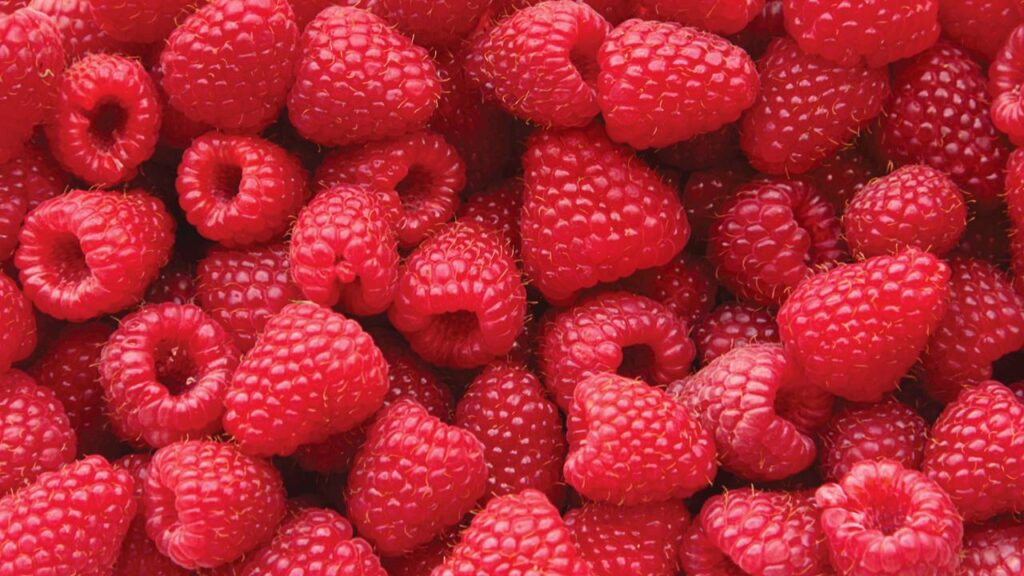 Quanto custa plantar framboesa em casa e colher frutas docinhas no frio