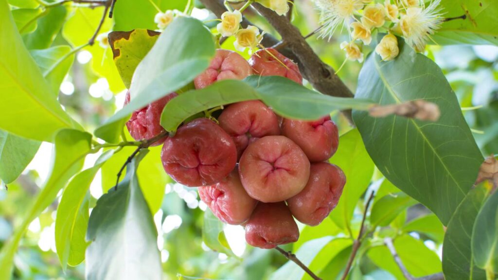 O cultivo do jambo rosa em casa está cada vez mais em alta entre os amantes de jardins, especialmente por ser uma fruta apreciada e nutritiva