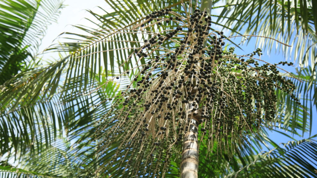 Cultivar açaí em casa pode ser uma experiência gratificante e também uma ótima forma de consumir alimentos naturais e frescos