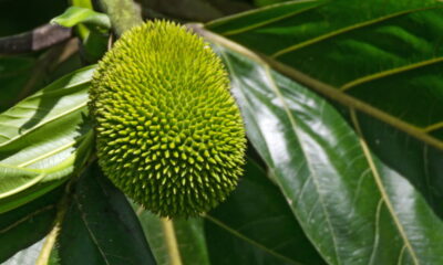 Aprender como cultivar jaca dura em casa pode ser uma excelente forma de garantir frutas frescas e contribuir para um jardim mais nutritivo