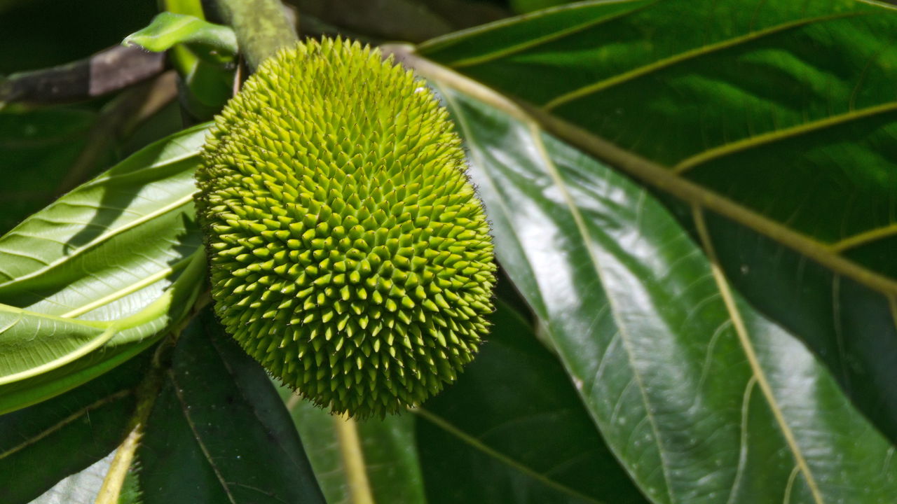 Aprender como cultivar jaca dura em casa pode ser uma excelente forma de garantir frutas frescas e contribuir para um jardim mais nutritivo