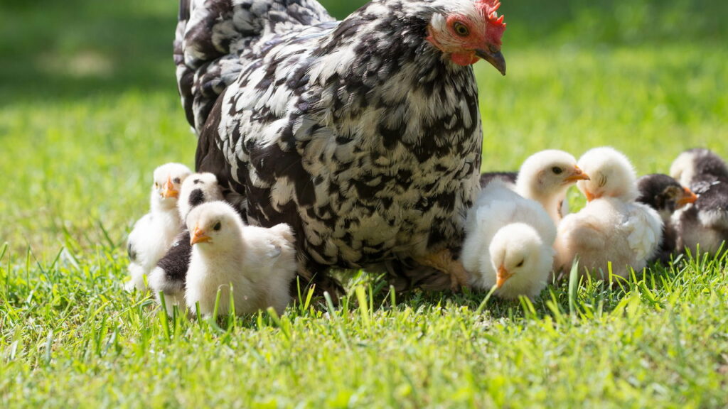 Entender a diferença entre os gêneros das aves pode parecer simples, mas é essencial para quem deseja ampliar seus conhecimentos sobre o mundo das aves
