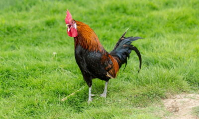 Entender a diferença entre os gêneros das aves pode parecer simples, mas é essencial para quem deseja ampliar seus conhecimentos sobre o mundo das aves