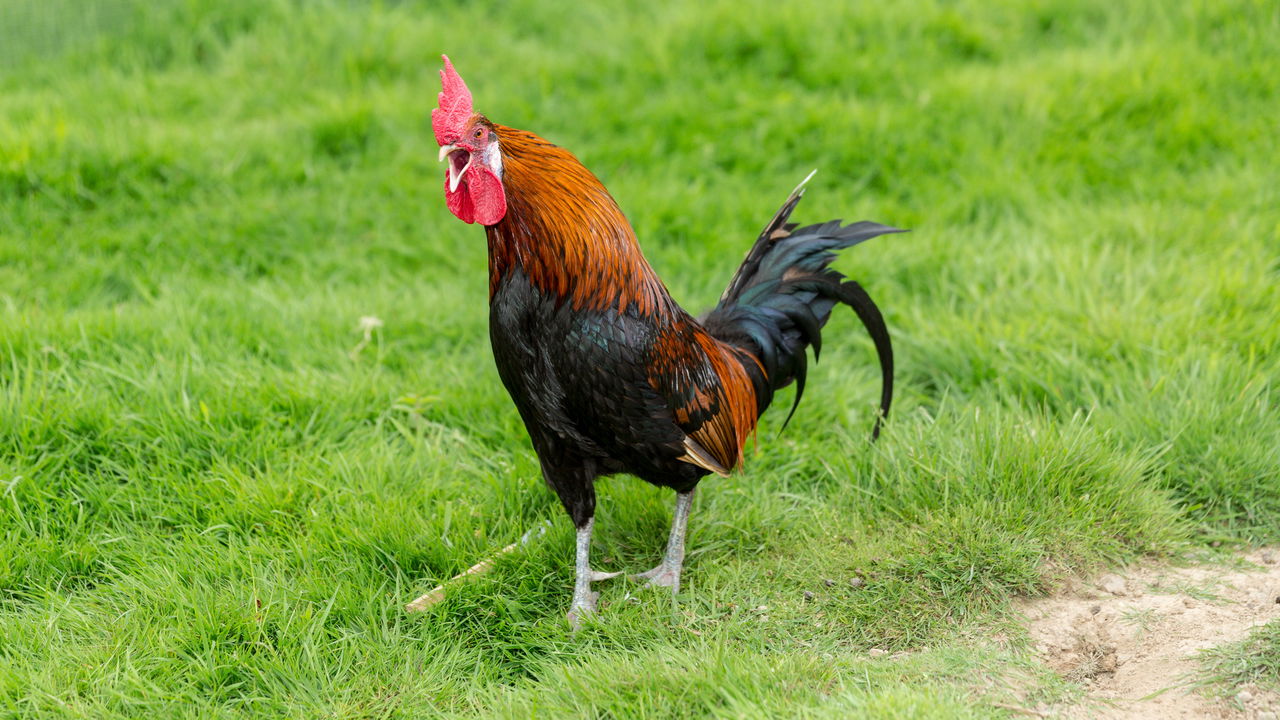 Entender a diferença entre os gêneros das aves pode parecer simples, mas é essencial para quem deseja ampliar seus conhecimentos sobre o mundo das aves