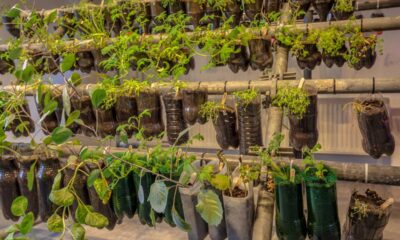 Você tá jogando dinheiro no lixo sem saber. Vem, eu te ensino a transformar garrafas plásticas em ouro para sua casa e jardim