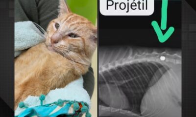 Gato é baleado com chumbinho em Vargem Pequena e corre risco de ficar paraplégico