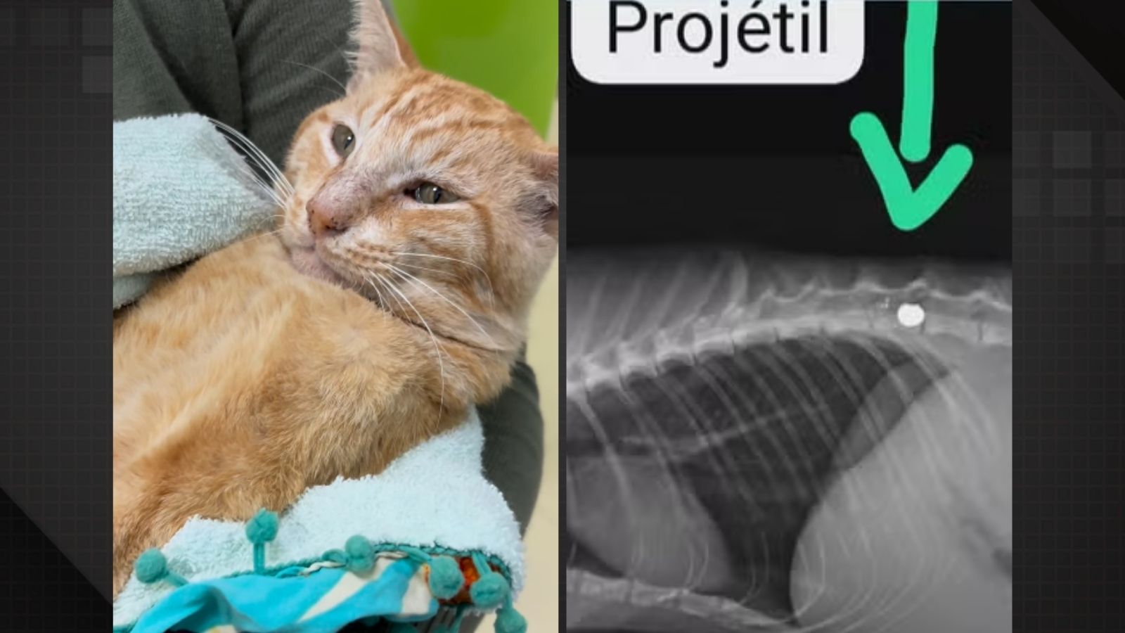 Gato é baleado com chumbinho em Vargem Pequena e corre risco de ficar paraplégico