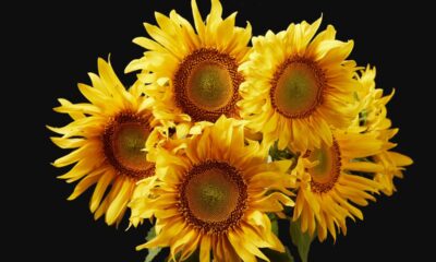 Como manter girassóis de vaso sempre lindos e abertos