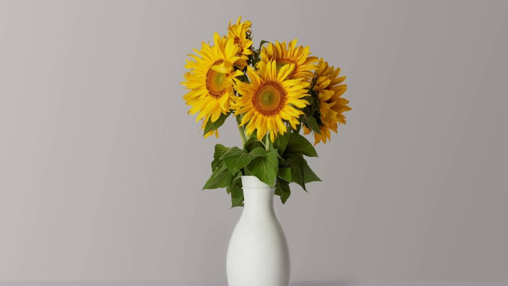 Como manter girassóis de vaso sempre lindos e abertos